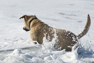 helping your dog with salt water