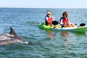 kayaking and watching dolphins in virginia beach